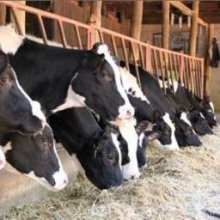 LiveStock