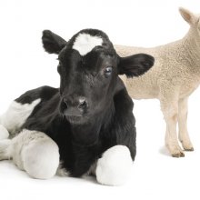 Lambing & Calving